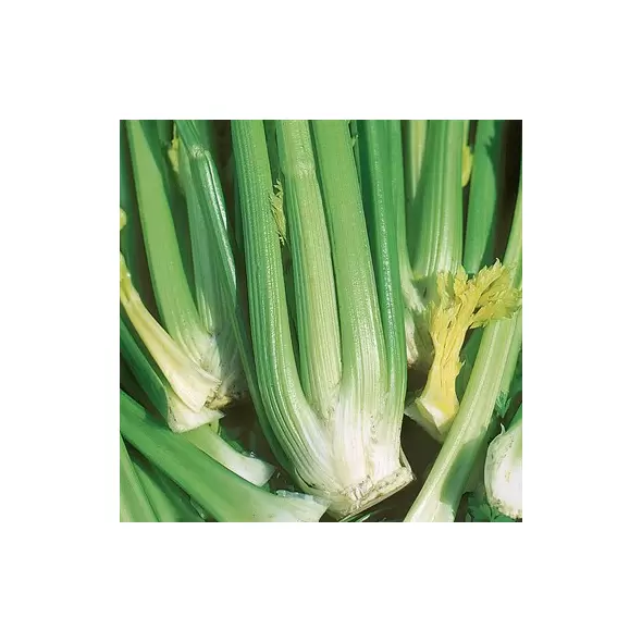 Celery, Golden Self-Blanching - 1 /2oz