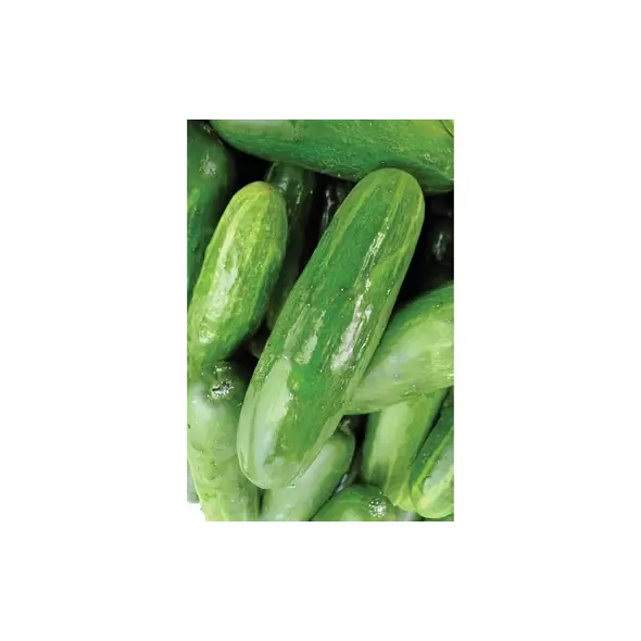 Cucumber, White Spine - 1/2oz