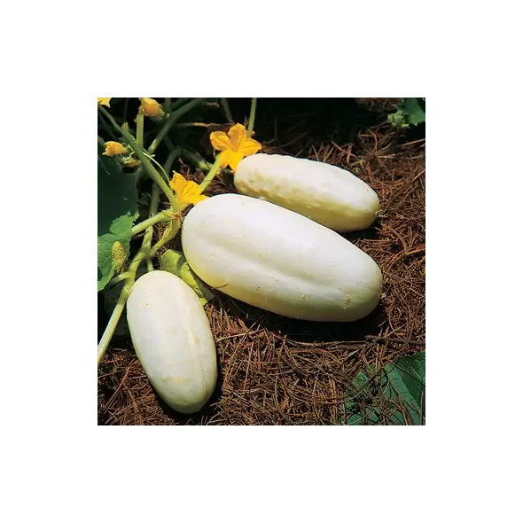 Cucumber, White Wonder - 1lb