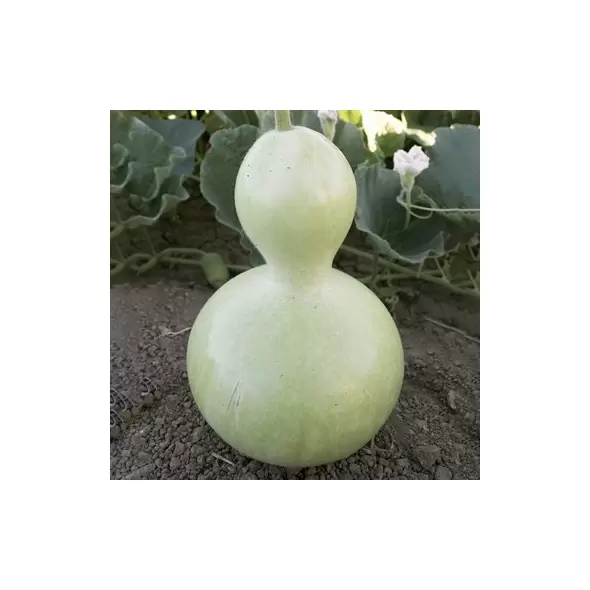 Gourds, Birdhouse - 1/2lb
