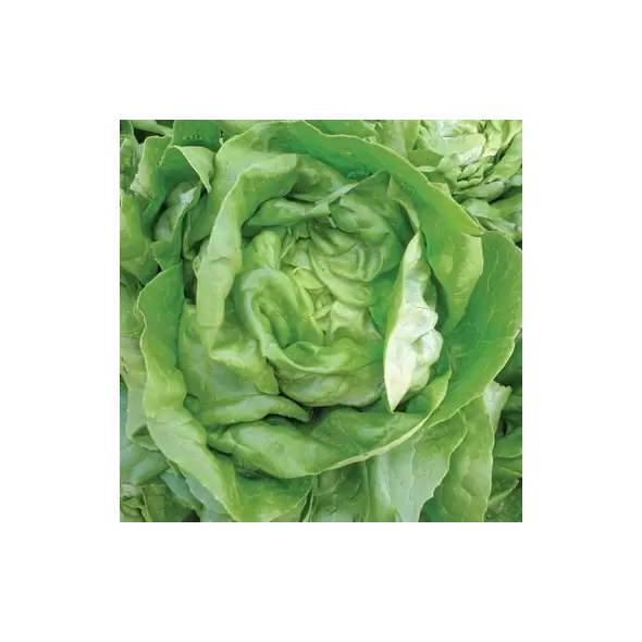 LETTUCE, BIBB - 1/2 OZ EACH