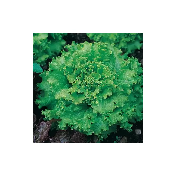 LETTUCE, GREAT LAKES PREMIER 1/2 LB EACH