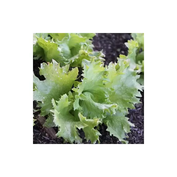 LETTUCE, ITHACA 1/2 LB. EACH
