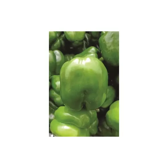 Peppers, Keystone Giant