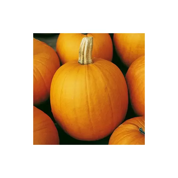 Pumpkin, Connecticut Field - 1/2oz