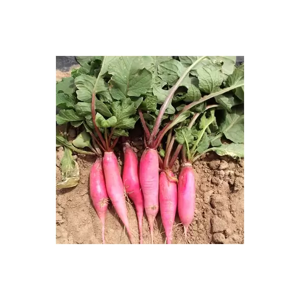 RADISH, CHINA ROSE WINTER 1 LB EACH