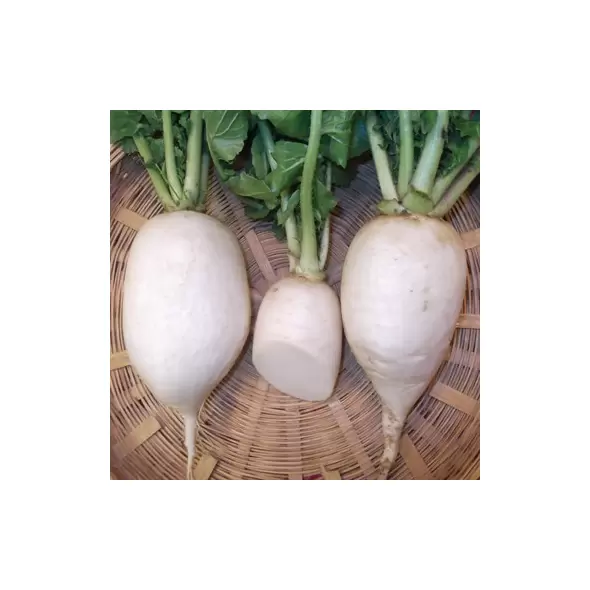 Radish, White Chinese Celestial - 1lb