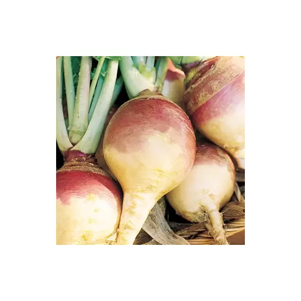 Rutabaga, American Purple Top - 1lb