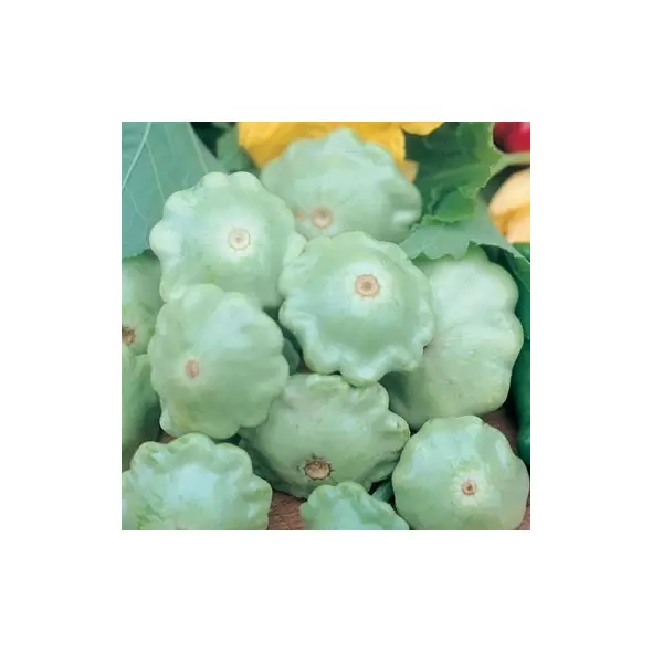 SQUASH, BEN GREEN TINT 1/2 OZ EACH