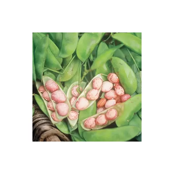 Limas, Dixie Speckled Butterpea - 1/2lb