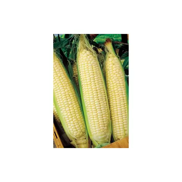 Corn, White Truckers Favorite O.P. - 25lb