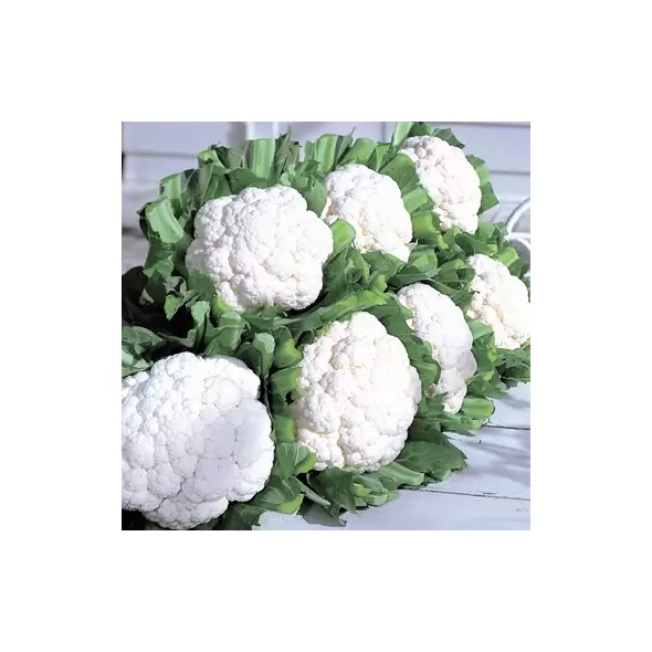 Cauliflower, Snow Crown - 5,000 Seed Count