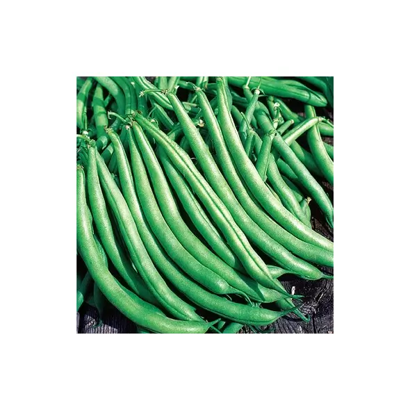Beans, Greencrop Bush Treated 1/2
