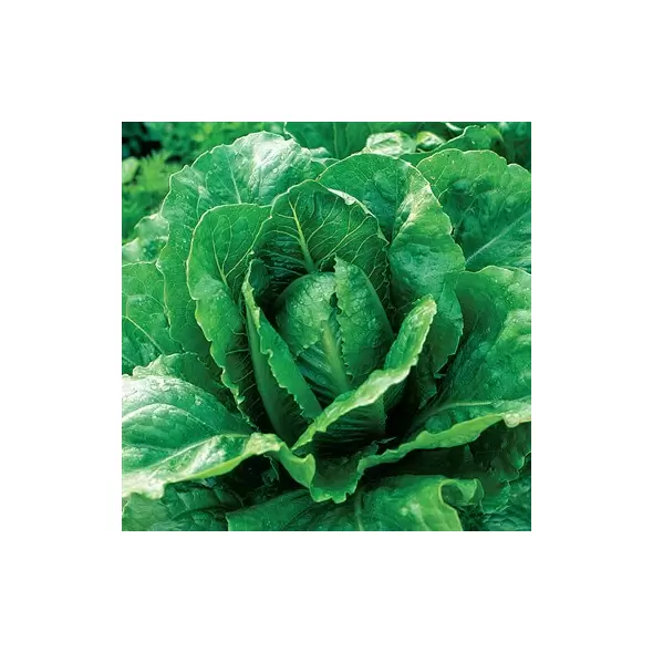 Lettuce, Paris Island Cos (Romaine) 10,000 Seed Count