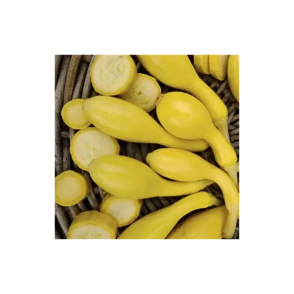 Squash, Summer Crookneck - 10,000 Seed Count