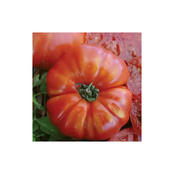 Tomato, Beefsteak - 10,000 Seed Count