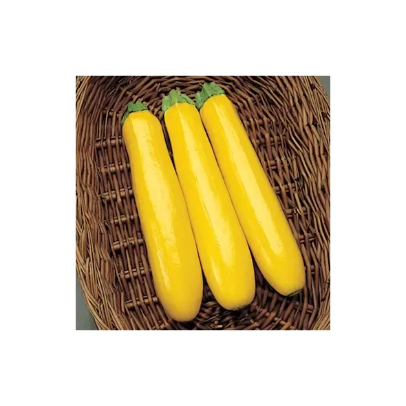 Squash, Gold Rush 100 Seed Count