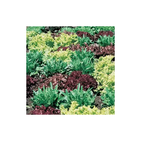 Lettuce, Gourmet Salad Blend 1,000 Seed Count