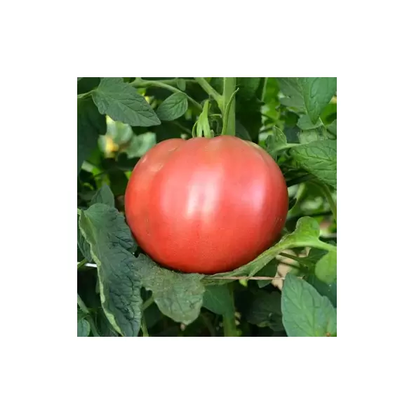 Tomato, Cherokee Purple - 100 Seed Count