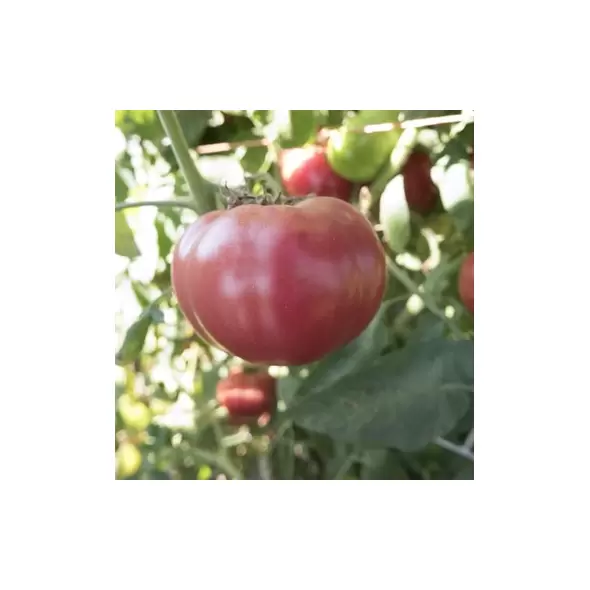 Tomato, Oxheart Red - 500 Seed Count