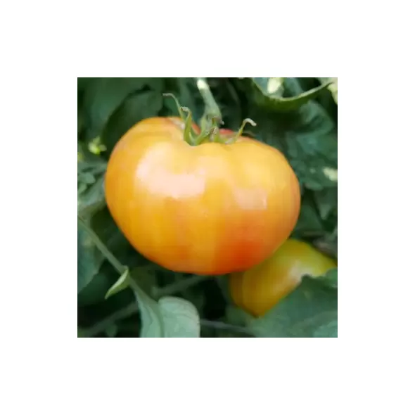 Tomato, Hillbilly Potato Leaf - 100 Seed Count
