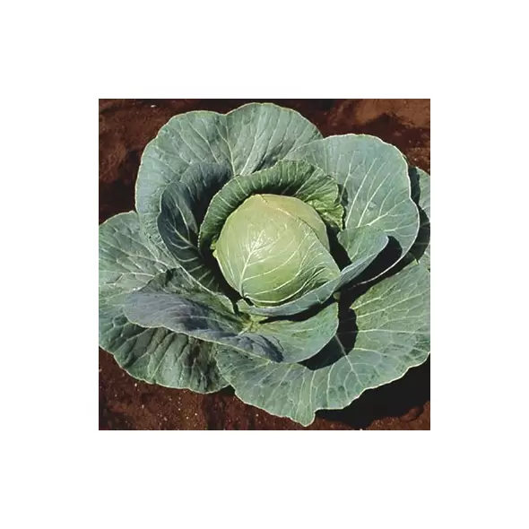Cabbage, Stonehead Hybrid - 100 Seed Count