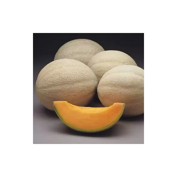 Cantaloupe , Athena Hyb Trtd - 500 Sd Ct