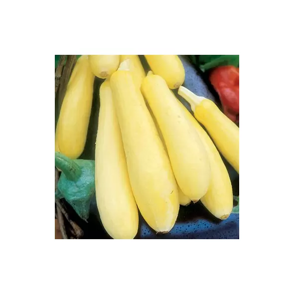 Squash, Enterprise M 1,000 Seed Count