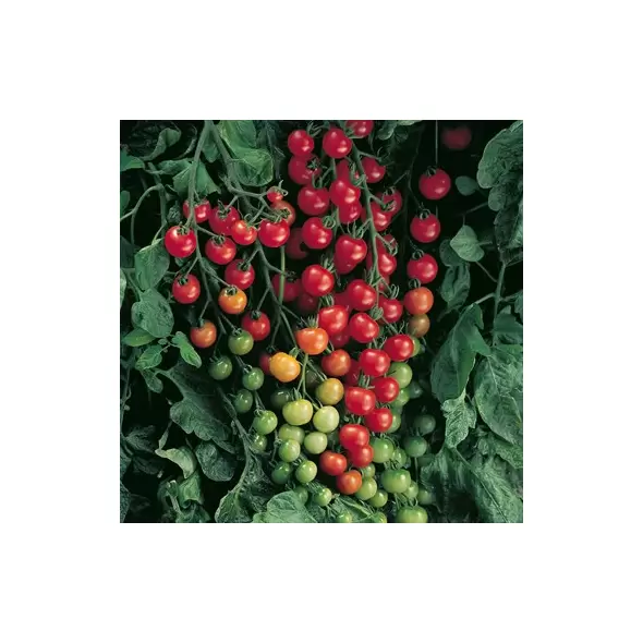 Tomato, Super Sweet 100 - 500 Seed Count