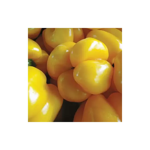 Peppers, Golden Cal Wonder - 10,000 Seed Count