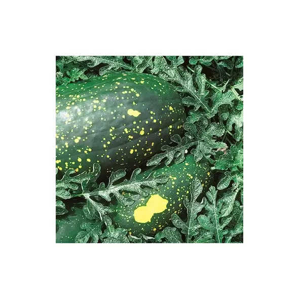 Watermelon, Moon & Stars Red Flesh - 1,000 Seed Count