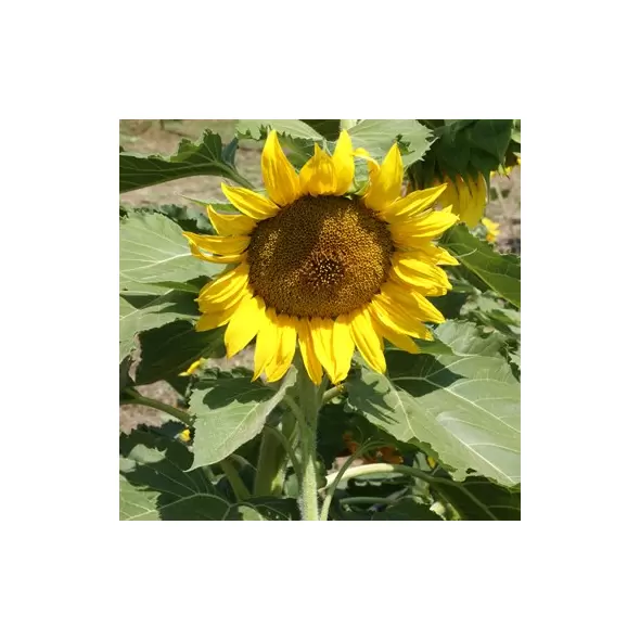 Sunflower, Sunspot Dwarf 1/2 oz