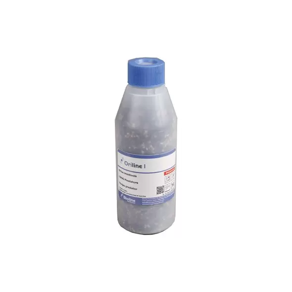 Orius insidiosus 1,000 nymphs per bottle ( Thrips )