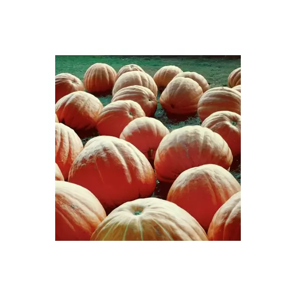 Pumpkin, Atlantic Giant - 1,000 Seed Count