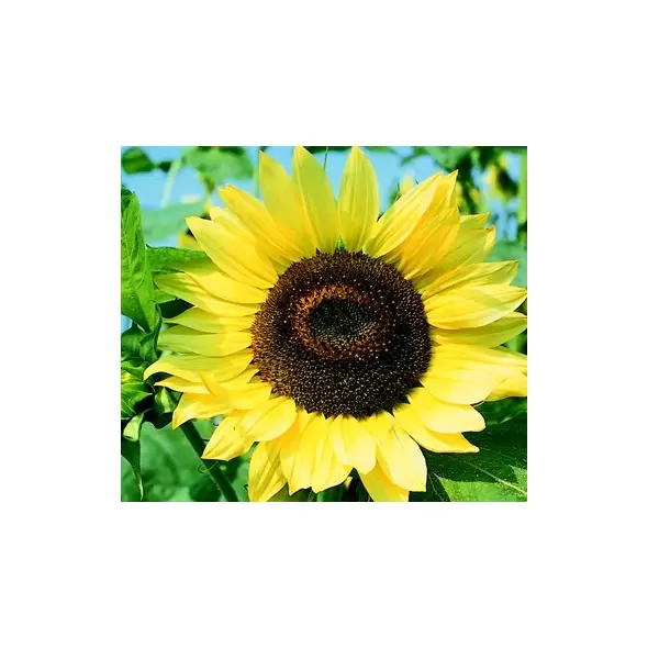 Sunflower, Lemon Queen - 1/2 lb