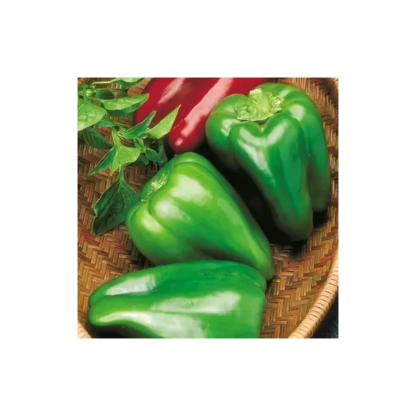 Pepper, Big Bertha Hybrid 10,000 Seed Count