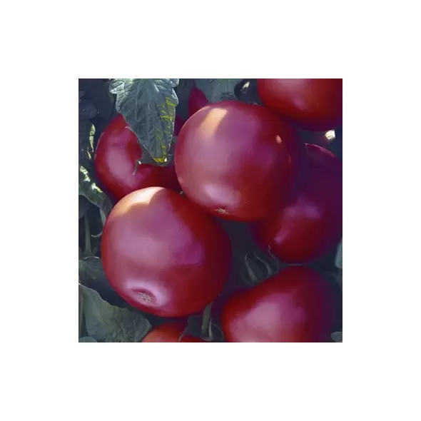 Tomato, Biltmore Treated - 10,000 Seed Count