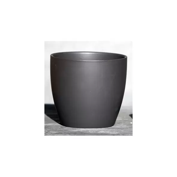 Palm Spring 7.5" Pc Lily Cache MCG