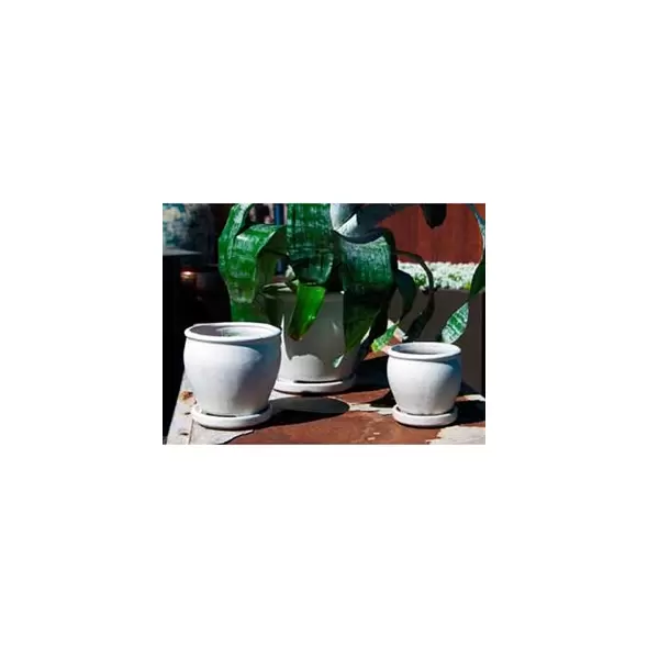 Verandah Butter Cup Size C Wsp