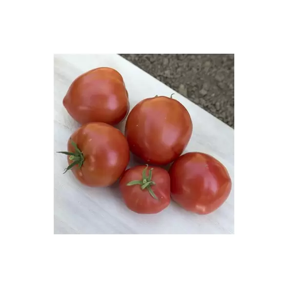 Tomato, Mountain Pride F1 - 10,000 Seed Count