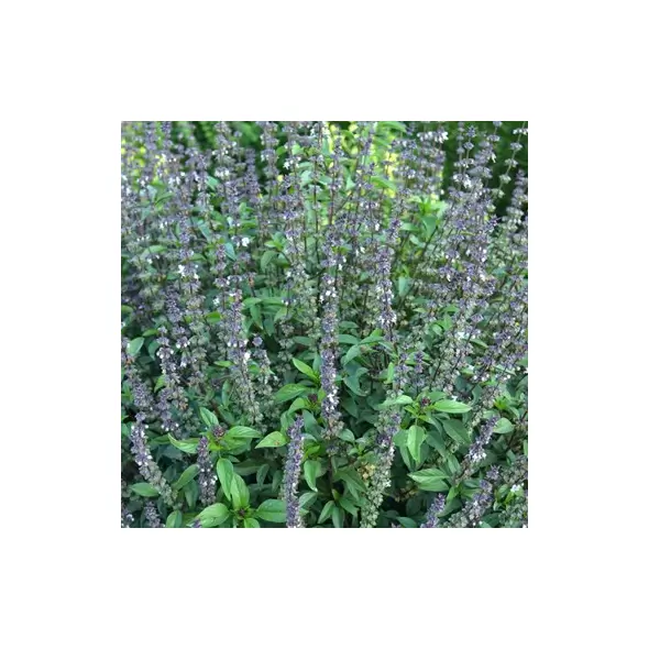 Basil, Cinnamon 1/2 oz