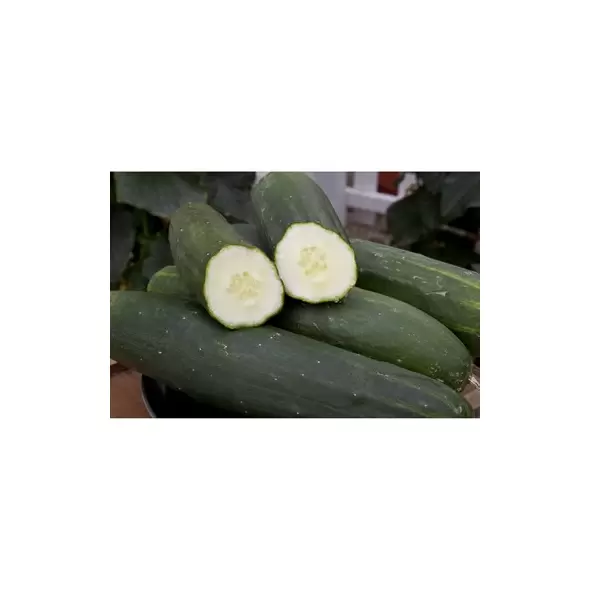 Cucumber, Peticue (patio) - 1000 Seed Count