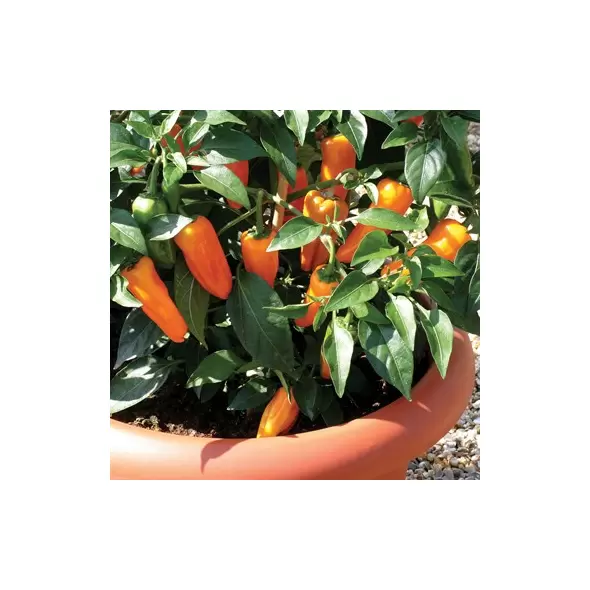 Pepper, Cheyenne Hot (patio) - 1000 Seed Count