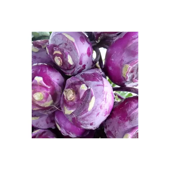 Kohlrabi, Purple Vienna - 10,000 Seed Count