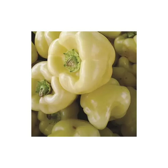 Peppers, Habanero White - 5,000 Seed Count