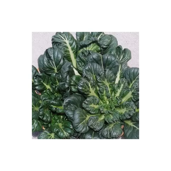 Cabbage, Tatsoi Chinese 5,000 Seed Count