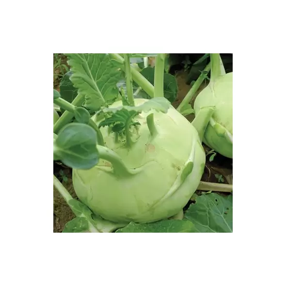 Kohlrabi, White Vienna - 5,000 Seed Count