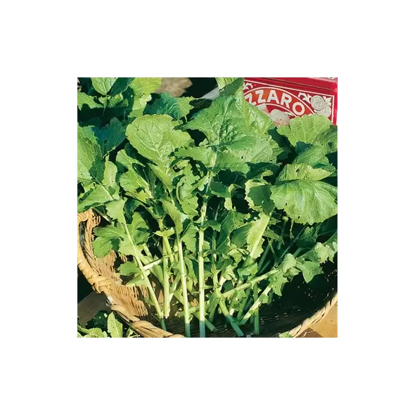 Arugula, Rocket 5,000 Seed Count