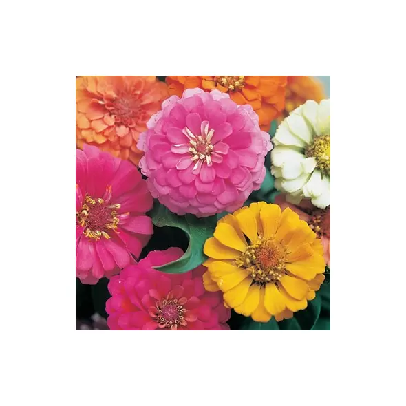 Zinnia, Thumbelina Mix - 1/2 lb