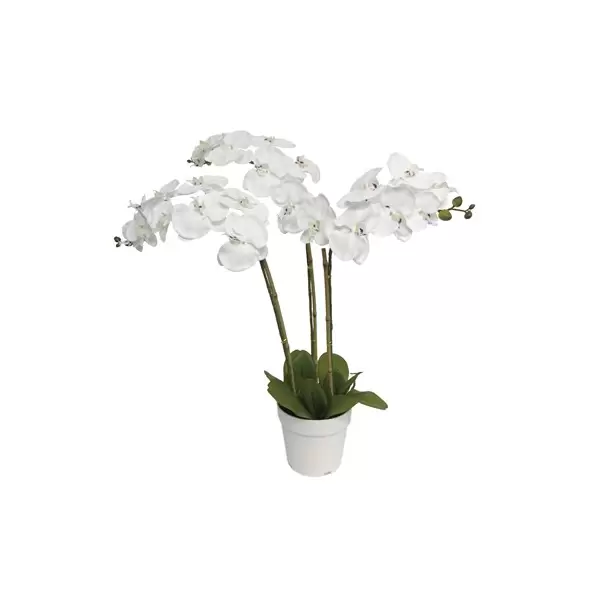 Algreen 29" Triple Orchid